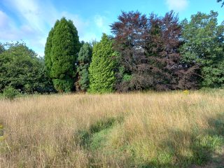 Green Burial Meadow before Scything
